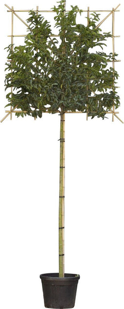 Portugese laurier leiboom 180 cm | Prunus lusitanica 6-10 cm 180 cm| Bomenbezorgd.nl