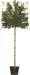 Portugese laurier leiboom 180 cm | Prunus lusitanica 6-10 cm 180 cm| Bomenbezorgd.nl