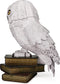 4D Build Harry Potter - Hedwig - 3D Puzzel - 118 stuks - kartonnen bouwpakket