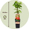 Plant in a Box - Rubus idaeus 'Malling Promise' - Set van 2 - Framboos - Fruitplanten - Struik - ⌀15cm - Hoogte 50-60cm