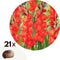 Plant in a Box - Gladiolus 'Glamini Patty' Mini Gladiolus - Gladiool - set van 21 - Tuinbloemen - Rood - Volgroeid: 50 cm