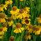 Helenium bigelovii 'The Bishop' | 1 stuk | Bloeiende vaste plant | bloemenpracht in de zomer | 11x11 cm Kwekerspot