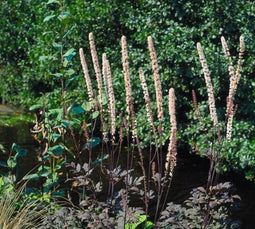 5 stuks Cimicifuga ramosa Atropurpurea