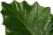 Decorum Alocasia Portodora - Elho brussels white – ↨ 80cm – ⌀ 21cm