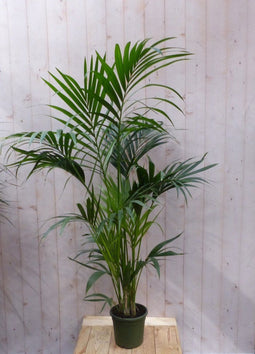 Kamerpalm Kentiapalm 160 cm kamerplant