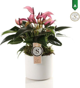 Anthurium Zizou in Bari Keramiek White