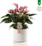 Anthurium Zizou in Bari Keramiek White