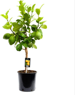 Citrus Bergamot