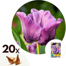 Plant in a Box - Tulipa Blue Parrot - Tulpenbollen x20 - Bloembollen voor Tuin, Terras of Balkon