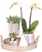 Kolibri Company | Gift set Christmas silver | Plantenset met witte Phalaenopsis Orchidee en Succulenten incl. keramieken sierpotten