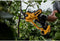 DeWALT DCMPP568P1 18V XR Snoeischaar met 1x 5.0Ah accu