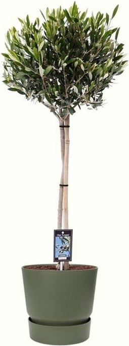 Olijf op stam in ELHO outdoor sierpot Greenville Rond (groen) ↨ 90cm - hoge kwaliteit planten