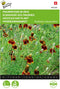 Prairiekegelbloem ( Ratibida columnifera)