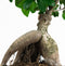Hellogreen Kamerplanten - Set van 2 - Ficus Gin Seng - ↕ 40 cm