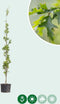 Zuil moeraseik | Quercus palustris 'Green Pillar' 20-40 cm| Bomenbezorgd.nl