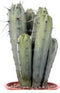 Cactus - 35 cm, Ø 17 cm