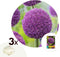 Plant in a Box - Allium Ambassador - Bloembollen x3 - Paarse bollen - 150 cm hoog