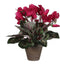 Mica Decorations Cyclaam Kunstplant in Bloempot Stan - H30 x Ø30 cm - Donkerroze