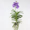 Plant in a Box - Vanda Magic XXL - Koningsblauw - Hoogte 90cm