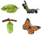 Cycplus Levenscyclus Vlinder Speelfiguren Set