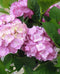 Hortensia Hydrangea roze groot 80 cm