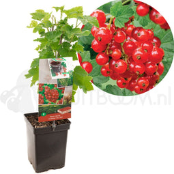 Ribes rubrum Jonkheer v Tets