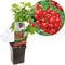 Ribes rubrum Jonkheer v Tets