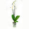 Phalaenopsis Springtime ↨ 60cm - 2 stuks - hoge kwaliteit planten
