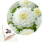 Plant in a Box - Dahlia 'White Perfection' - set van 3 - zomerbloeiers - dahliaknollen - tuinbloemen - Wit
