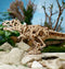 Ugears Tyrannosaurus Rex