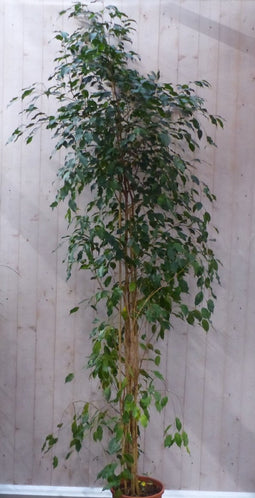 Kamerplant Ficus donkergroen 250 cm