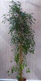 Kamerplant Ficus donkergroen 250 cm