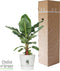 Bananenplant in Elho® Greenville pot – ↨ 80 cm – ⌀ 24 cm