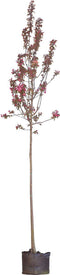 Roodbladige sierappel | Malus 'Mokum' 10-14 cm | Bomenbezorgd.nl