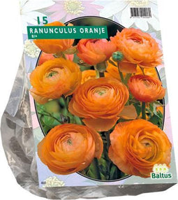 Ranonkel, Oranje per 15