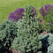Picea glauca 'Sander's Blue' - Dwergspar - Planthoogte: 50-60 cm - Pot Ø 23 cm (5 liter)