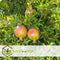 Plant in a Box - Punica granatum 'Early' - Granaatappelboom - Fruitboom met glanzende bladeren - Pot 21cm - Hoogte 60-70cm