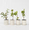 Plant in a Box - Mix van 8 bessenplanten - Braam, kruisbes, aalbes en zwarte bes - Pot 9cm - Hoogte 25-40cm