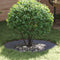 vidaXL - Plantenring - 5 - stuks - Anthraciet - Ø40/70 - cm - Staal