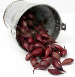 Uien - Moestuin - Plantuien Red Baron 250g