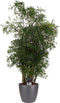 Polyscias Hawaiiana Ming vertakt met Elho brussels antracite ↨ 80cm - hoge kwaliteit planten