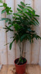 Kamerplant Castanospermum