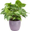 Combibox kamerplanten in Bergamo keramiek – ↨ 25cm – ⌀ 12cm
