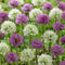 Plant in a Box - Alliumbollen - Set van 15 - Allium 'Purple, 'White' - Bloembollen - Paars