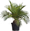 Chileense wijnpalm Jubaea chilensis 110 cm