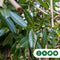 Leilaurier 220 cm | Prunus laurocerasus 'Caucasica' 14-18 cm 220 cm| Bomenbezorgd.nl