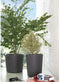 Bloempot Vaas - DEROMA - Millennium R - Antraciet - Met waterreservoir - Hoogte 53 cm