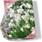Baltus - Bees & Butterflies Scilla Hispanica Wit per 15 bloembollen