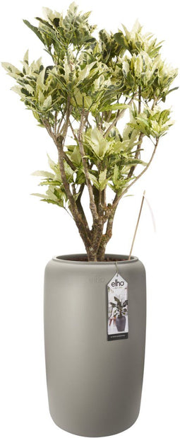 Croton Tamara Elho pure beads large balanced beige ↨ 100cm - hoge kwaliteit planten