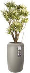 Croton Tamara Elho pure beads large balanced beige ↨ 100cm - hoge kwaliteit planten